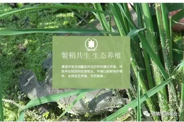 广东省高产水稻的标准与种植技术