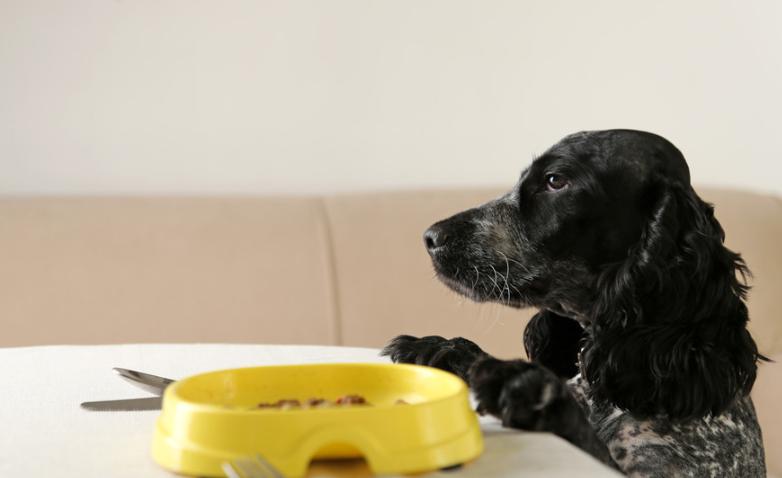 两个月幼犬不吃狗粮的困扰与应对策略