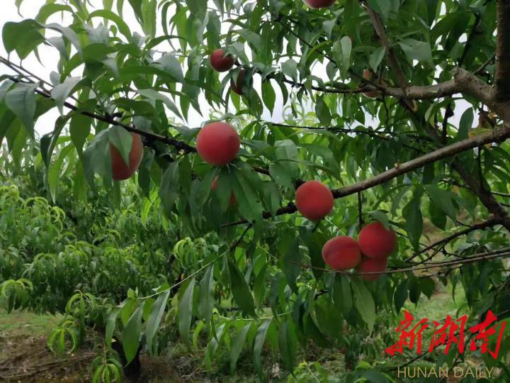 广东省桃树景区，春日里的桃花源