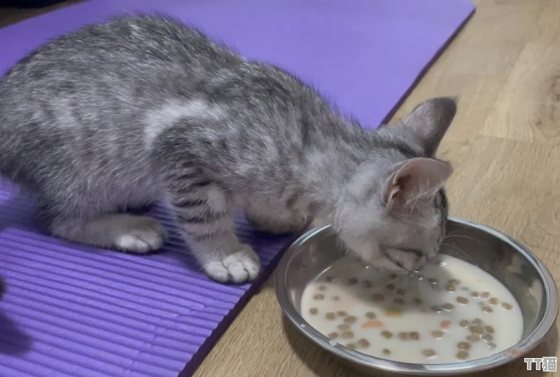 如何为2个月大的小猫准备猫粮——泡食法详解