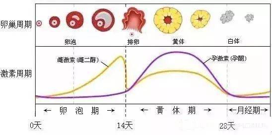 孕妇五个月，怀孕周期的探索